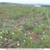 melitaea cinxia biotope1 don